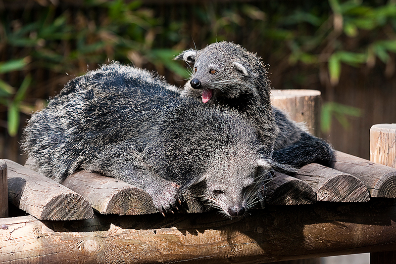 Animaux _147.jpg
