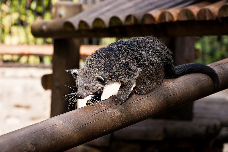 Animaux _148.jpg