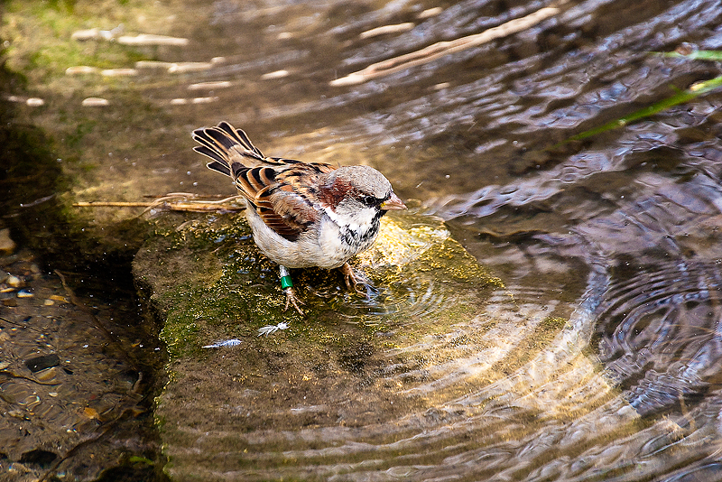 Animaux _155.jpg