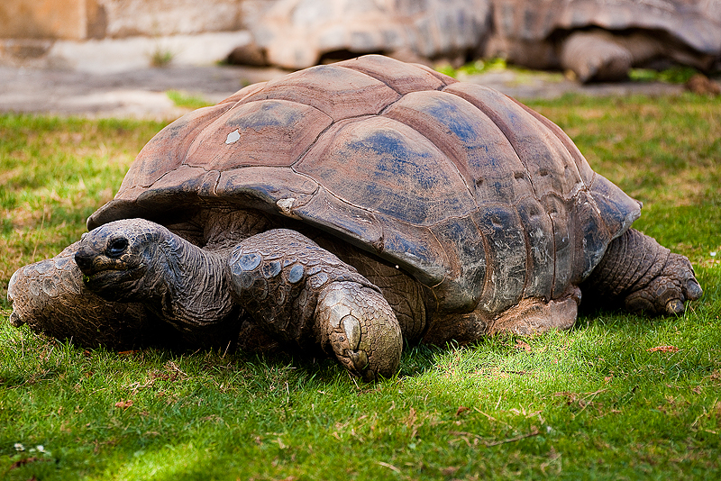 Animaux _159.jpg
