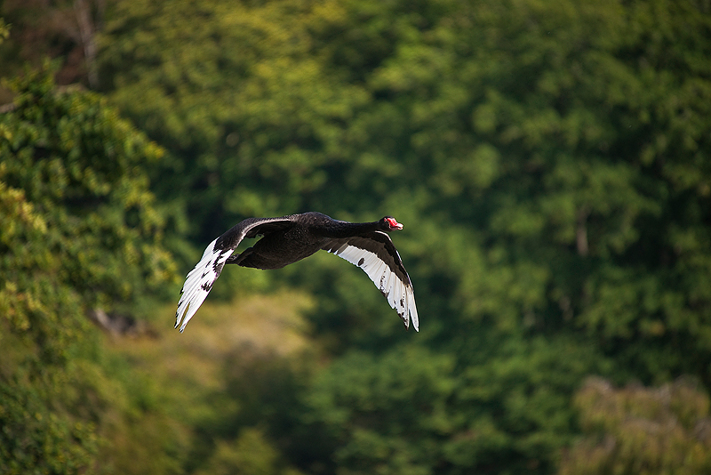 Animaux _187.jpg