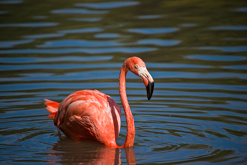 Animaux _188.jpg