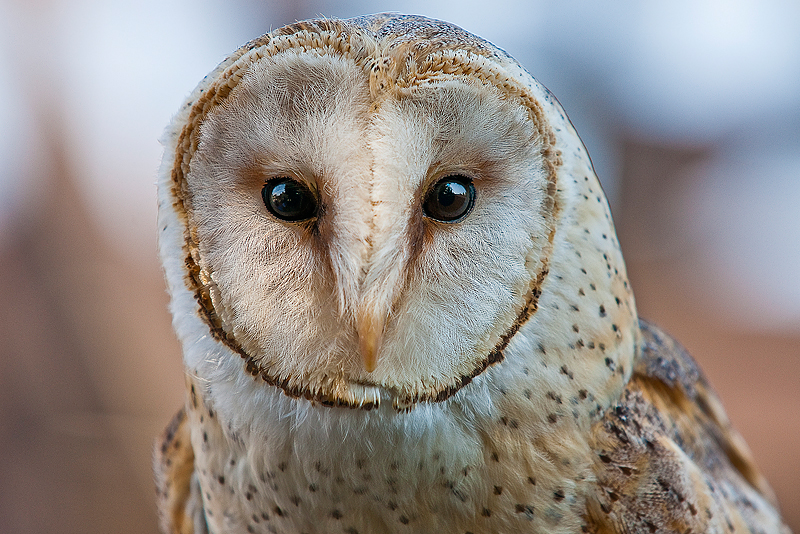 Animaux _191.jpg