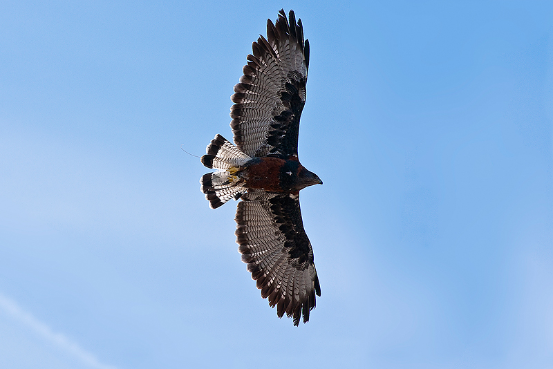Animaux _192.jpg