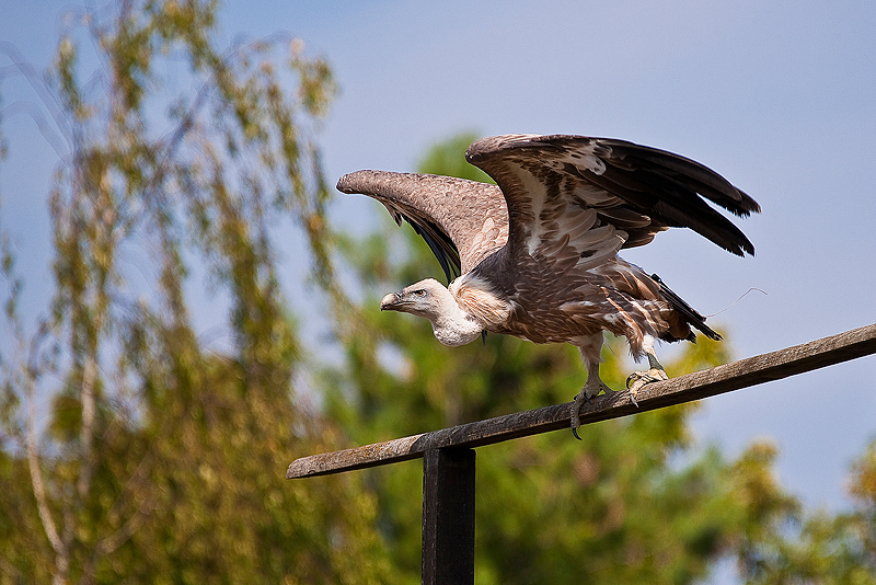 Animaux _197.jpg