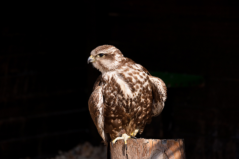 Animaux _199.jpg