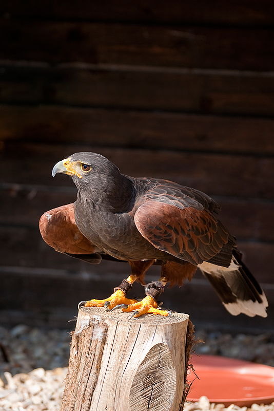 Animaux _204.jpg
