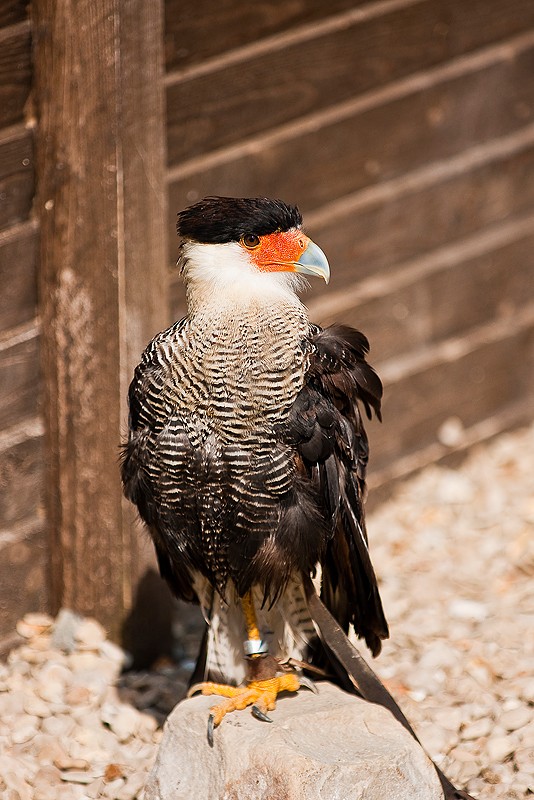 Animaux _205.jpg