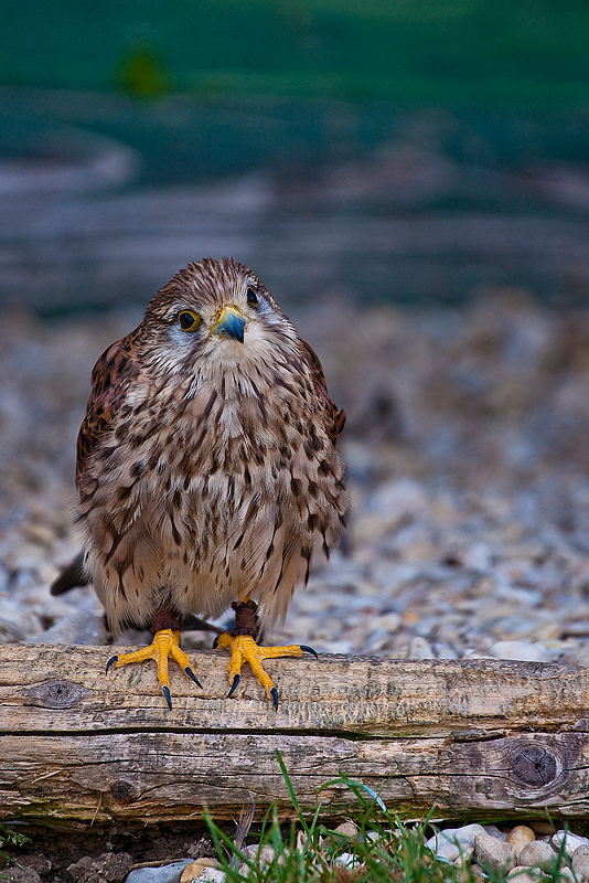 Animaux _210.jpg