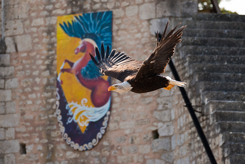 Animaux _214.jpg