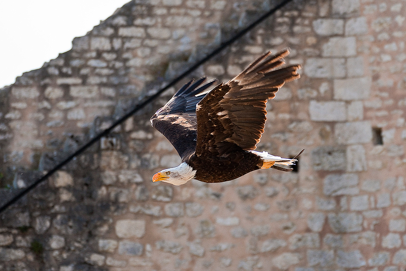 Animaux _215.jpg