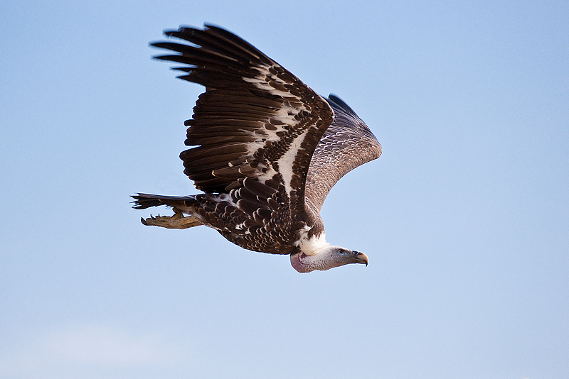 Animaux _218.jpg