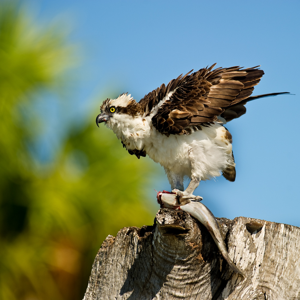 Balbuzard Pcheur -- Osprey