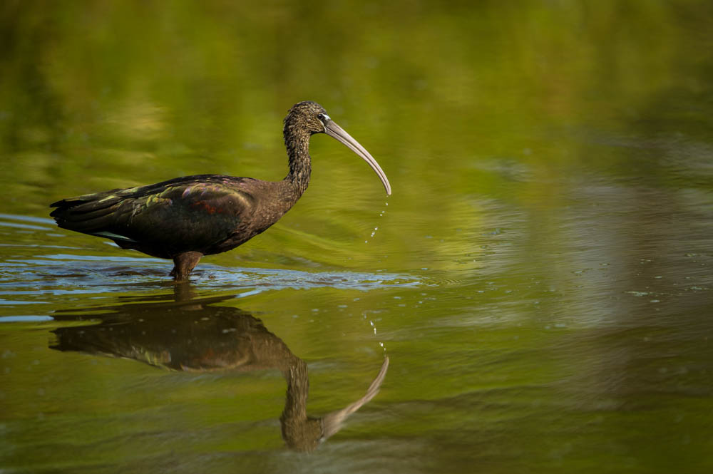 Ibis falcinelle -- Glossy ibis