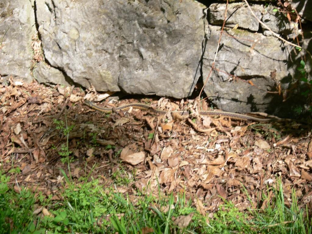 Garter Snake