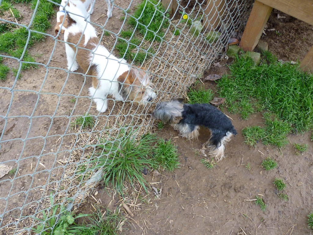 dogpark 014 (Copy).JPG