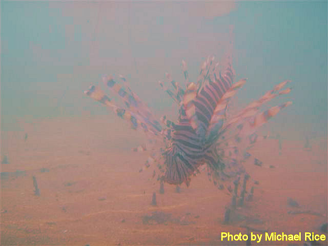 P7200209 Buderim Island neighbour.jpg