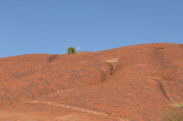 Cheetara Rock.jpg