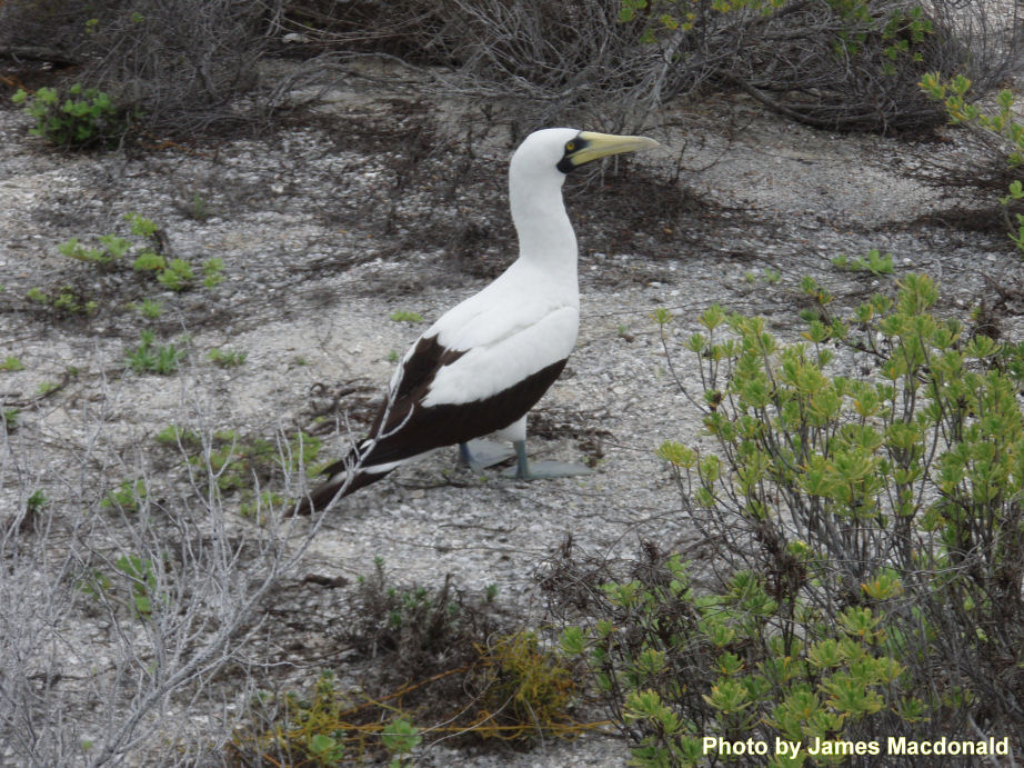 P4114256 Booby bird.jpg