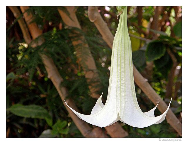 Brugmansia.jpg