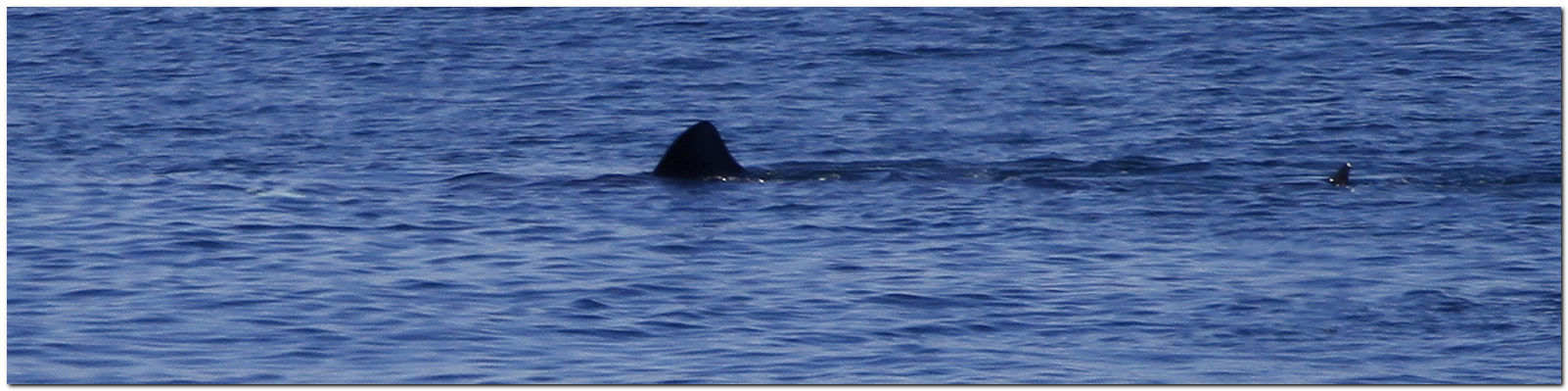 Basking Shark