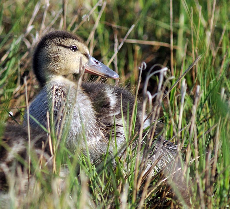 duckling.jpg