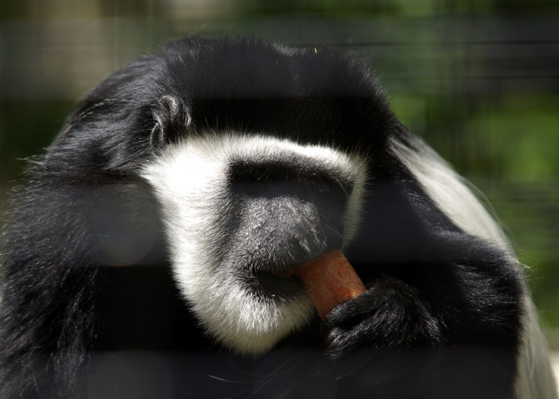 zoo 5-12 043.jpg