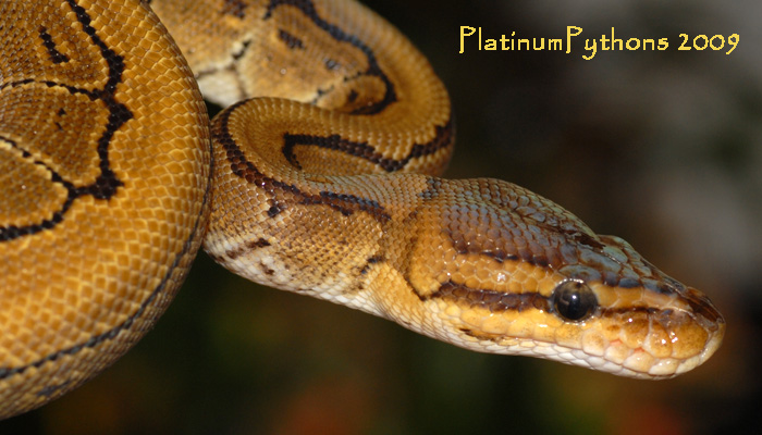 Pinstripe Close-Up