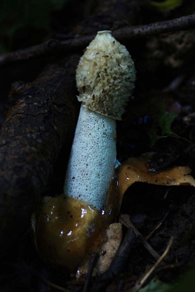 Phallus impudicus