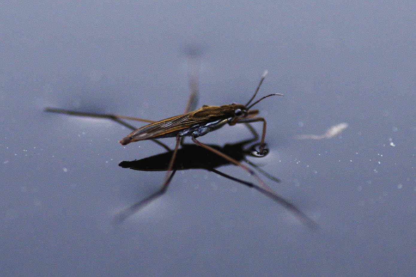 Gerris lacustris