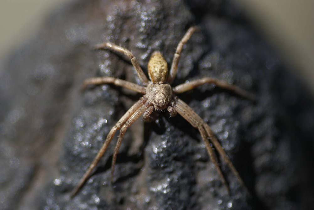 Philodromus aureolus