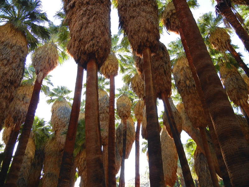 Entering Palm Canyon