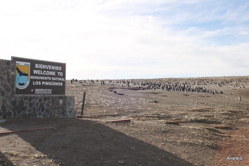 Magellanic pinguin colony