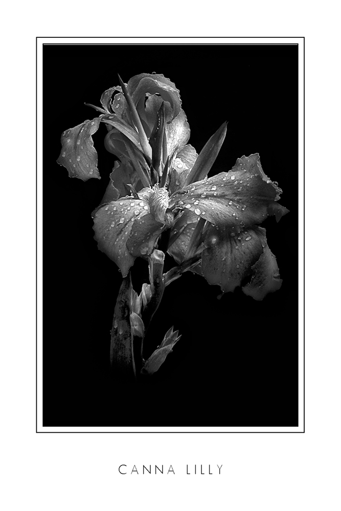 Canna Lilly