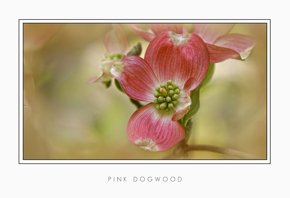 Pink Dogwood