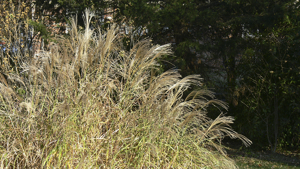 Grass original retouching.jpg
