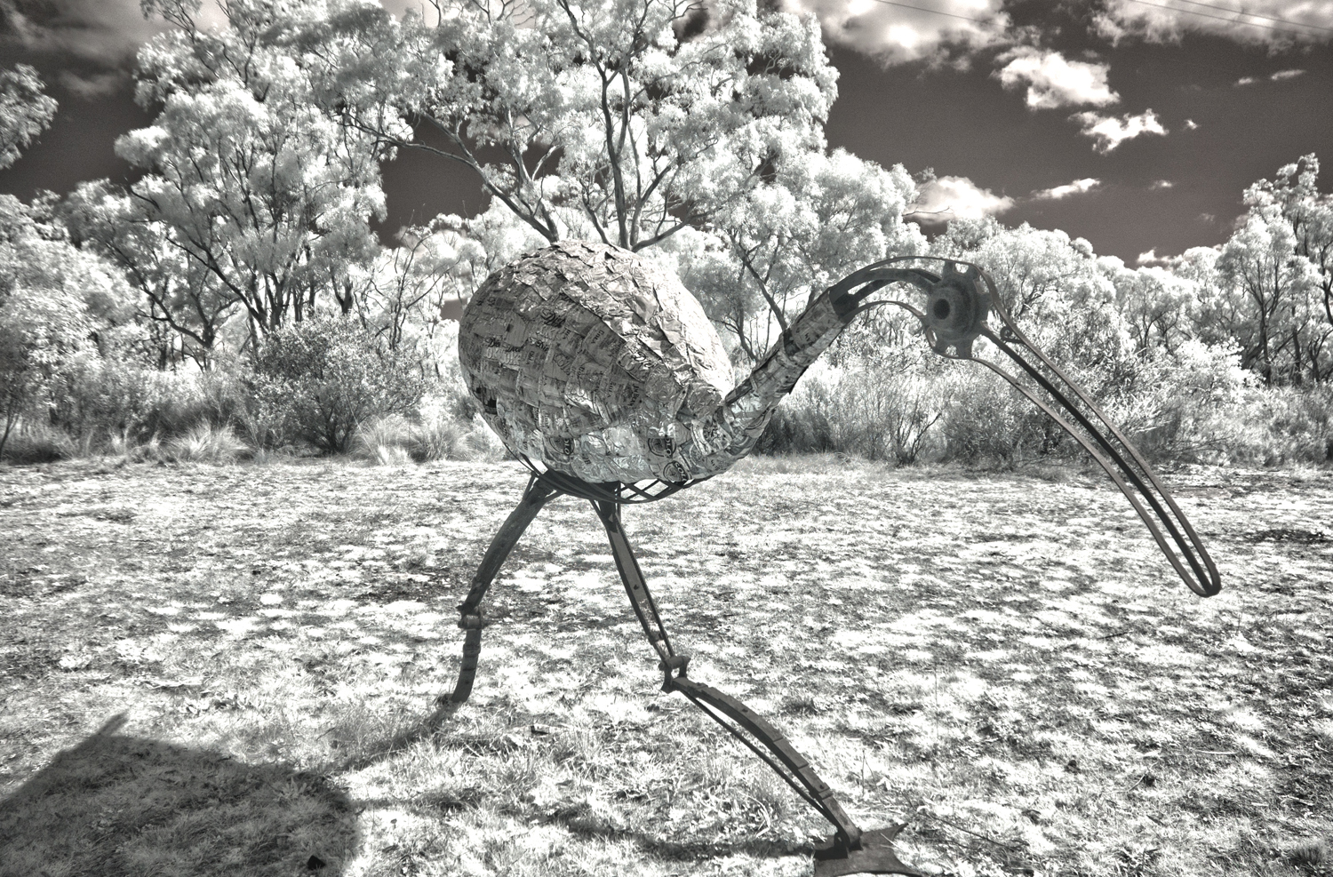 IBIS