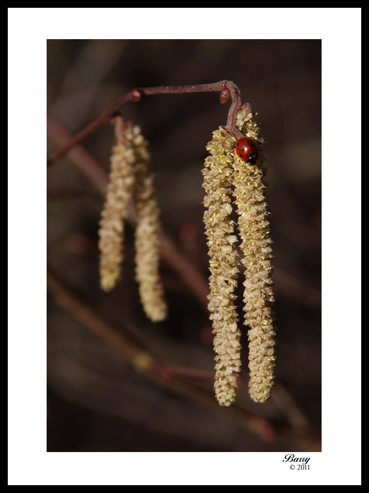 Catkin Plus Ladybird