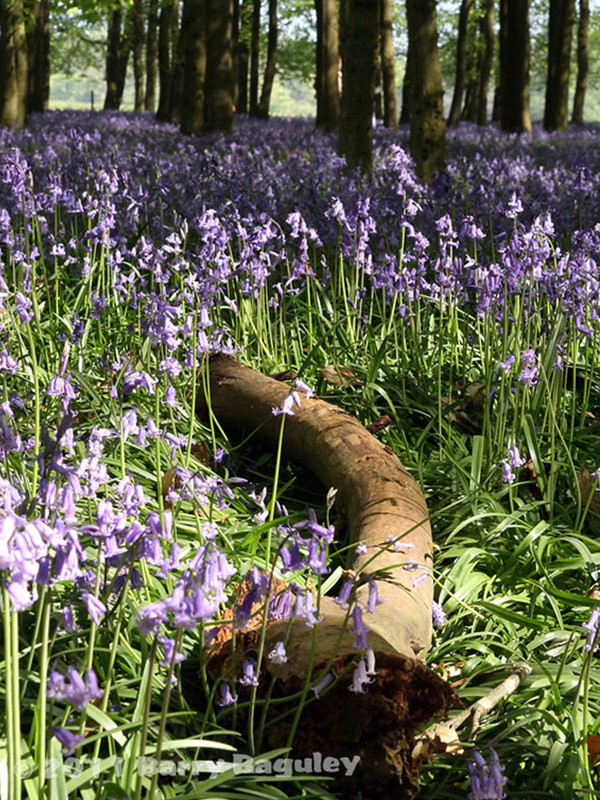 Bluebell Wood 4
