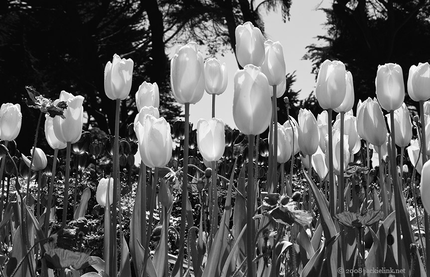 Tulips_bw.jpg