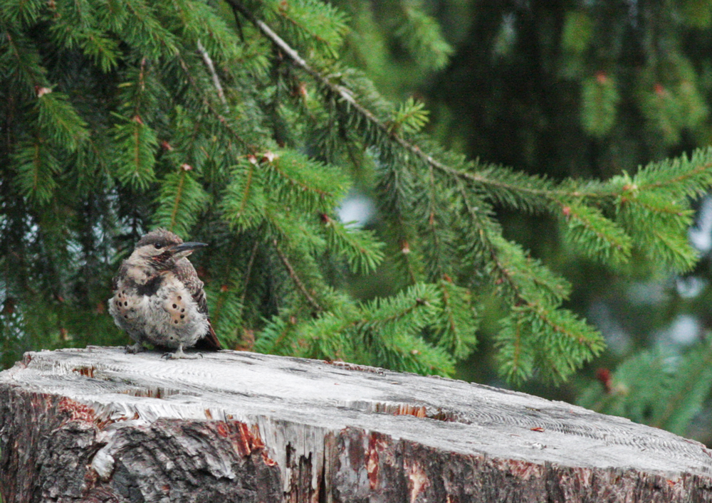 Northern flicker, juvenile