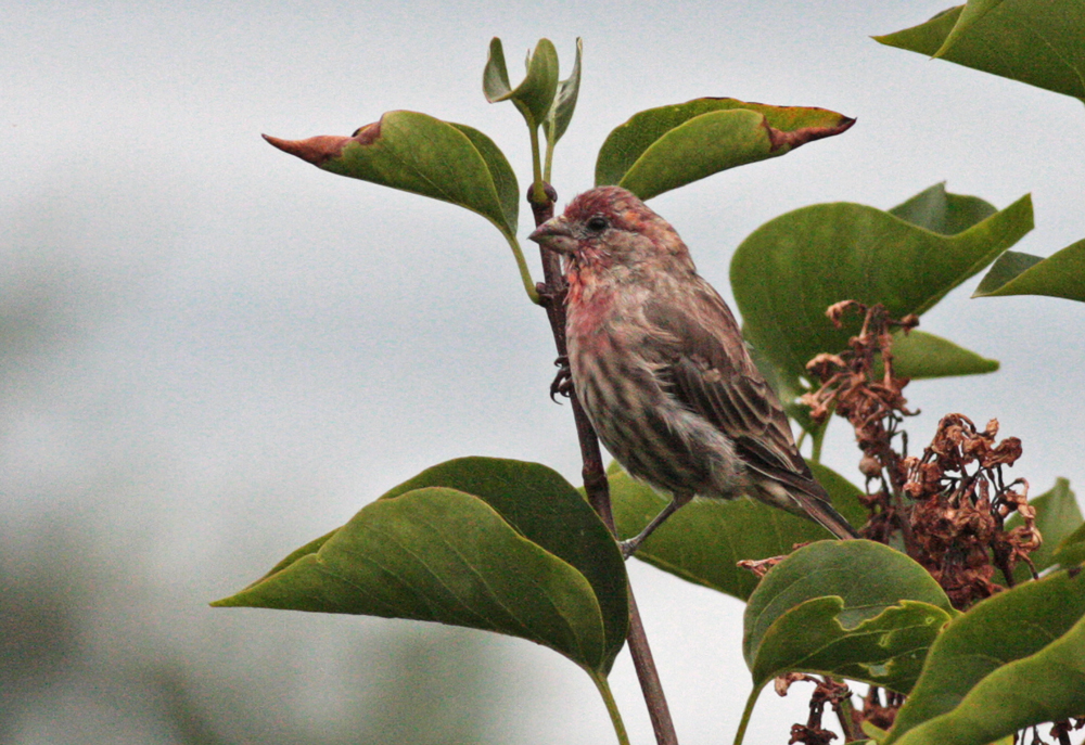 House finch