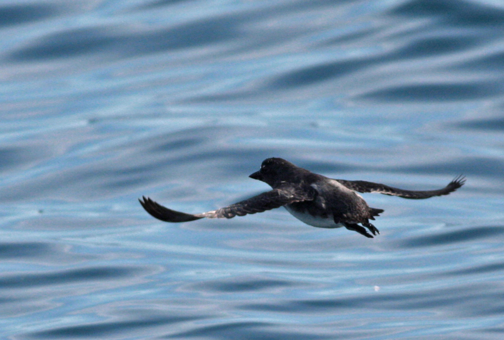 Cassins auklet