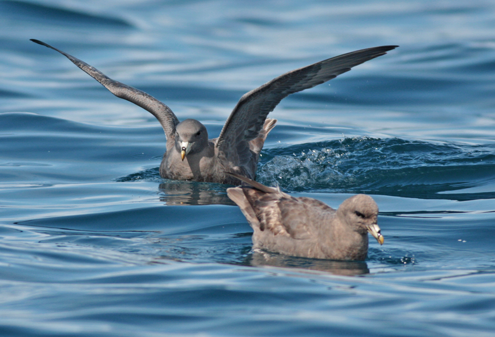 Albatross and fulmar