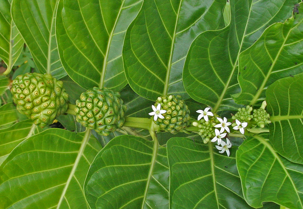 Noni