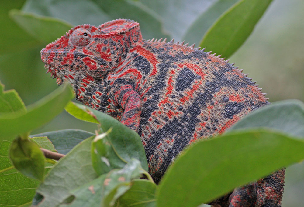 Oustalets Chameleon