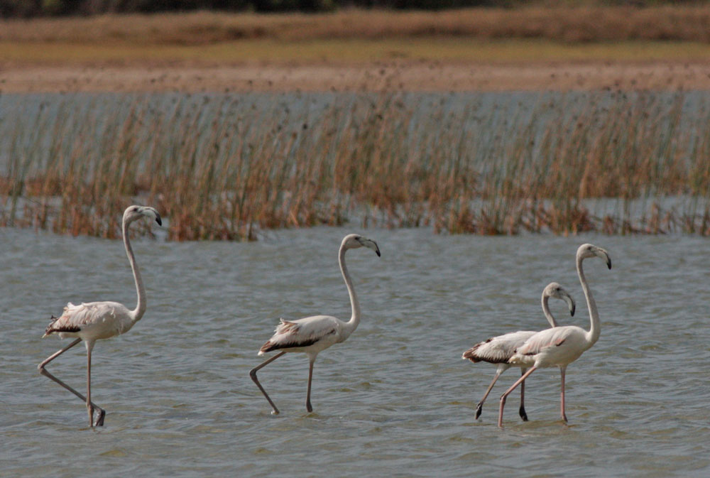 Greater Flamingo