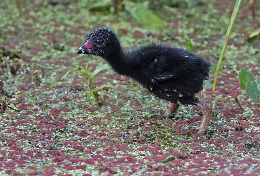 Young Purple Gallinule