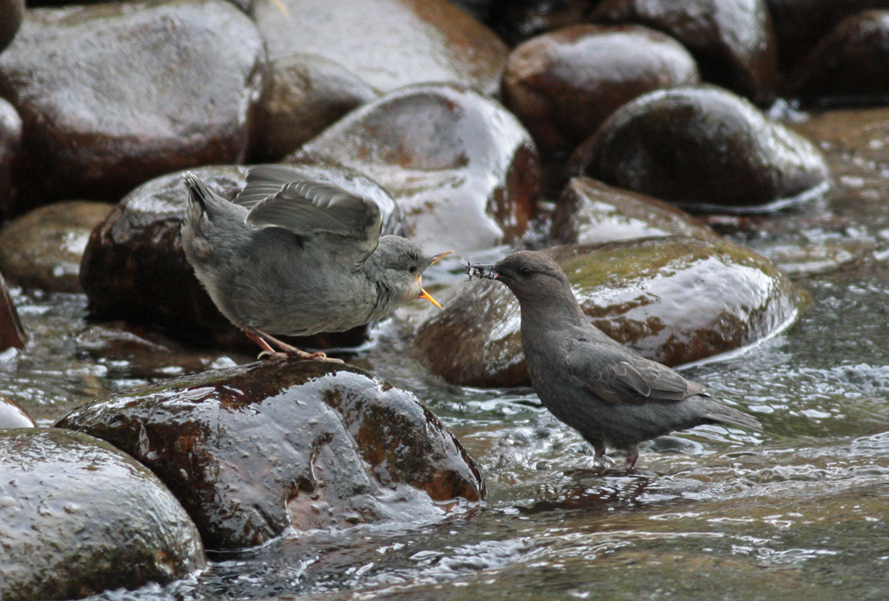 American Dipper Feeding Fledgling