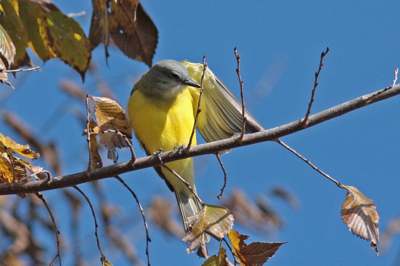 Couchs Kingbird